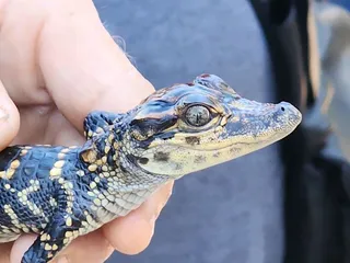 Zam's Swamp Tour