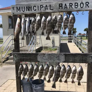 Catching lots of fish .