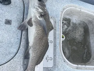 Saltitude Outfitters