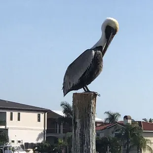 A pelican