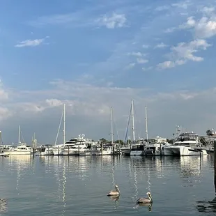 several boats in a harbor