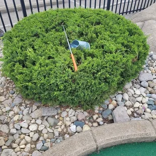 Trash in the landscaping.