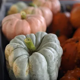 a variety of pumpkins