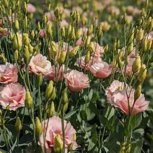a field of pink flowers