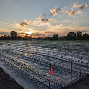 a field of piscaw plants