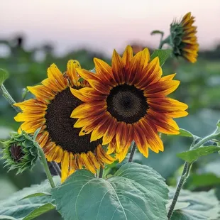 two sunflowers in a field