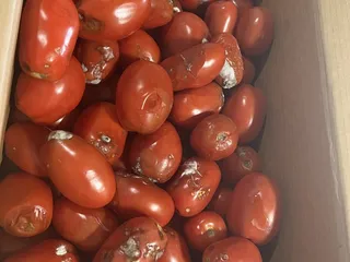 Shady Tree Farm Market