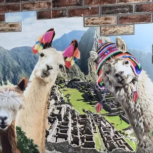 two llamas in front of a brick wall