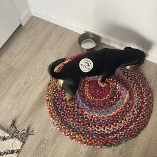 Pistachio is super dog friendly