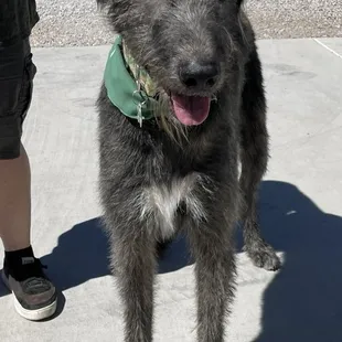 Irish Wolfhound in the House! (Actually on the patio... what a cool dog... super friendly).