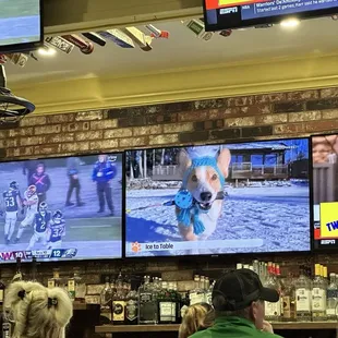 Cute, funny dog videos in between sporting events haha!