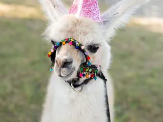 Huddin Homestead Fun Farm