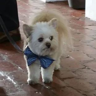 The bride's cute dog
