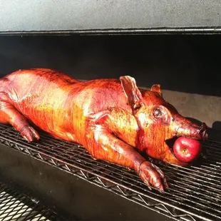 Pig