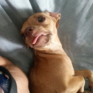 Olgie P.