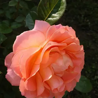 Debra L.
