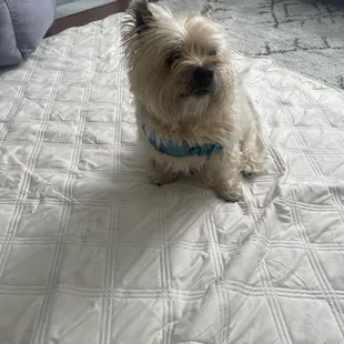 Love pizza cottage finally a better option for our family favorite dish-pizza!