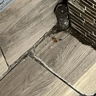 Bugs and dirt everywhere