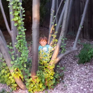 a child hiding in a tree