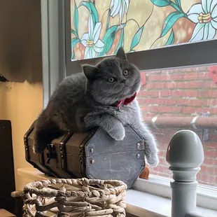 a cat sitting on a basket in front of a window