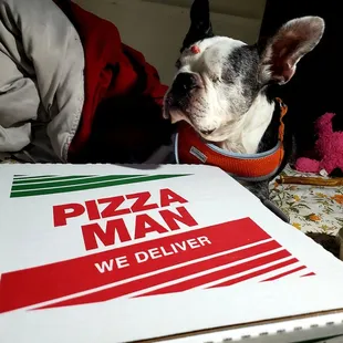 a dog sitting in front of a pizza box