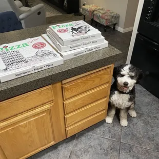 Pizza smelt so good my pup was salivating! We got Margherita Pizza, Great Wall of Pepperoni Pizza, Pizza Bianca, and Cheesy Garlic Bread!