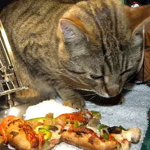 Bobcat eats the sausage off my Pizza Plus pie...