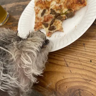 a dog sniffing a piece of pizza