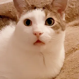 Heidi T.