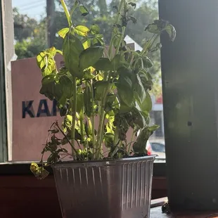 Basil plant sitting at door