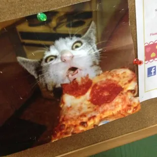 Well. It's a cat eating pizza! How awesome.