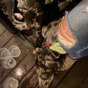 Dogs under table with water bowls