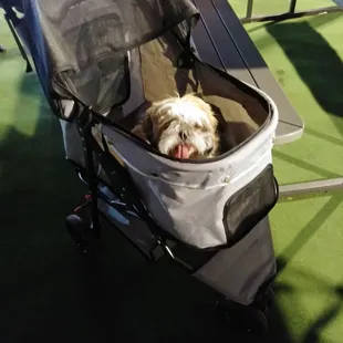 Brought Muffin for a some food under the stars