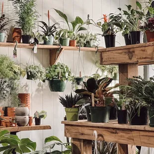 a variety of potted plants