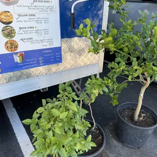 Basil and lime plants