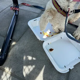 My pup enjoying her scrambled eggs.