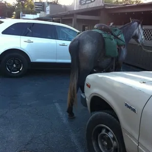 Beer for my horse...