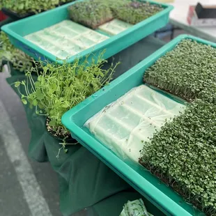two trays of sprouts