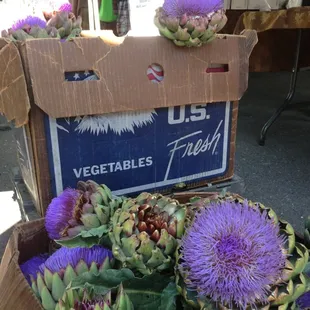 Blooming artichoke