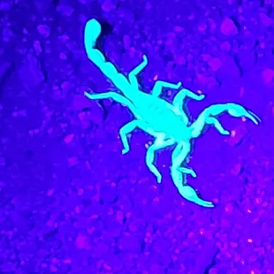 1 of many Scorpions found on a twilight hike.