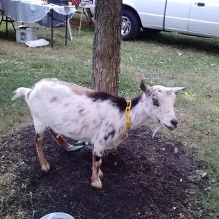 Pick-n-dots is mascot for All-Natural Goat's Milk Soap. Hand crafted in Plainfield. www.facebook.com/globalsoaps