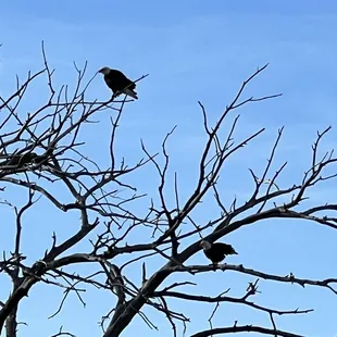 Bald Eagles