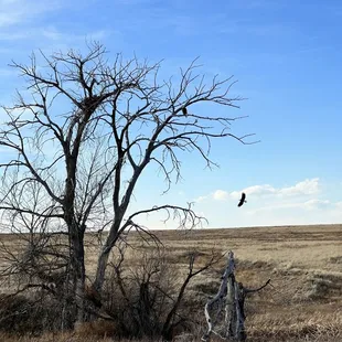 Bald Eagles and nest