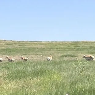 Pronghorns