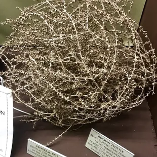 It was so dire tumbleweeds were food