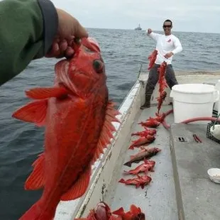 Captain Dan was scooping these out of the live well and selling them right off the pier! Only place in Dan Diego to getthis experience.