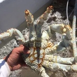 Pacific red king crab. Its 100 times better than dungeoness! Yields over 30%!