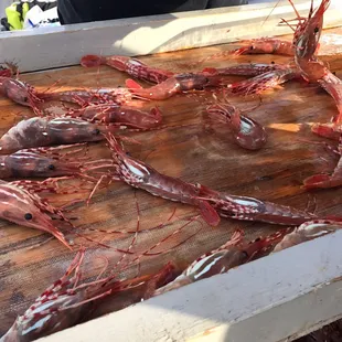 Spot prawns and Box Crab! Delicious!