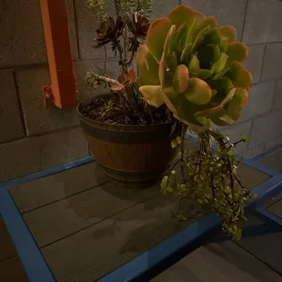 The benches and the plants are really nice.