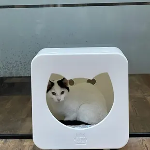 Leo Hiding